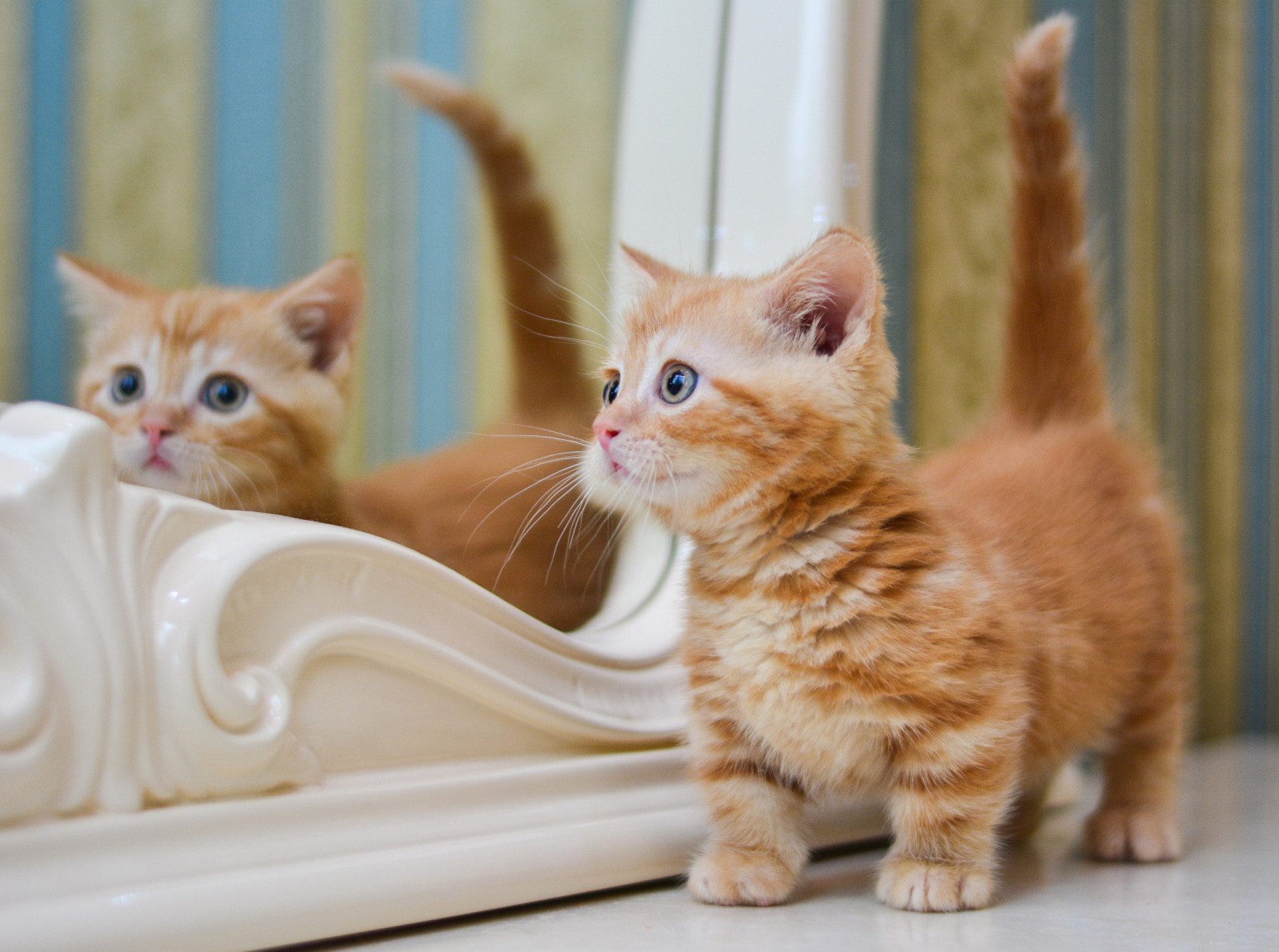 The most playful cat breeds around