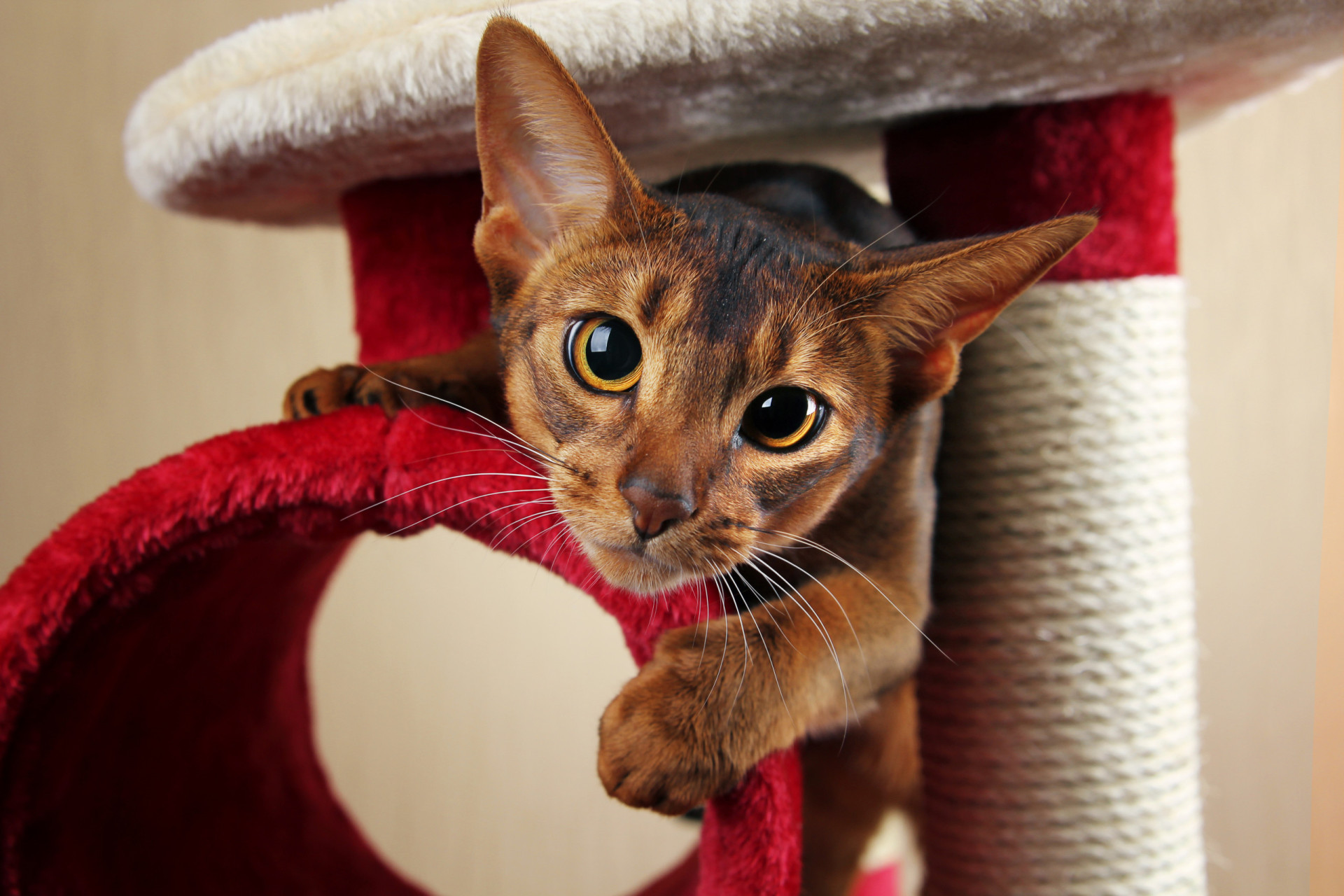 The most playful cat breeds around