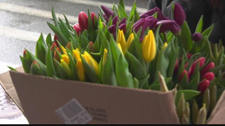 Daffodil Days presented by American Cancer Society