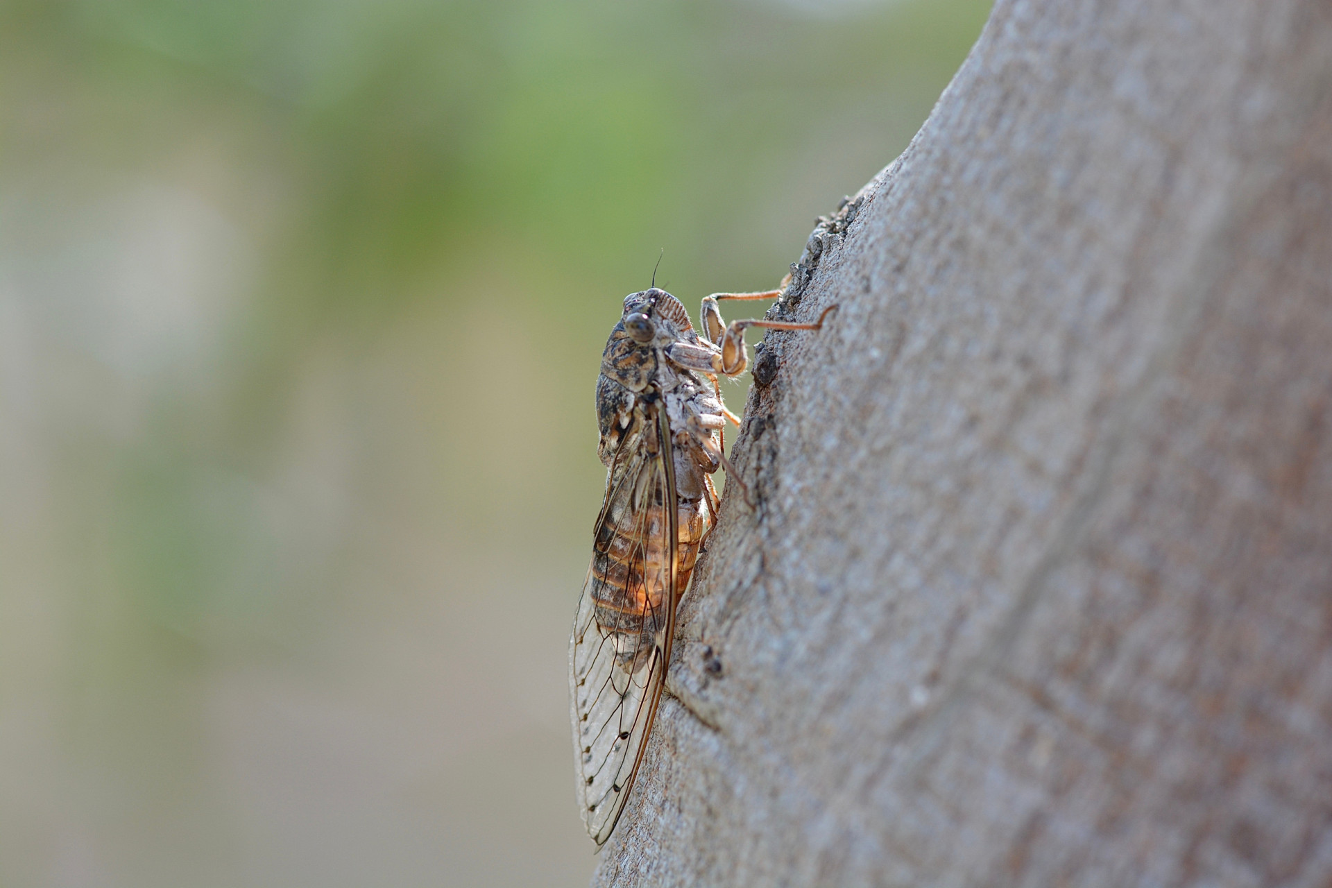 The 30 loudest animals in the world