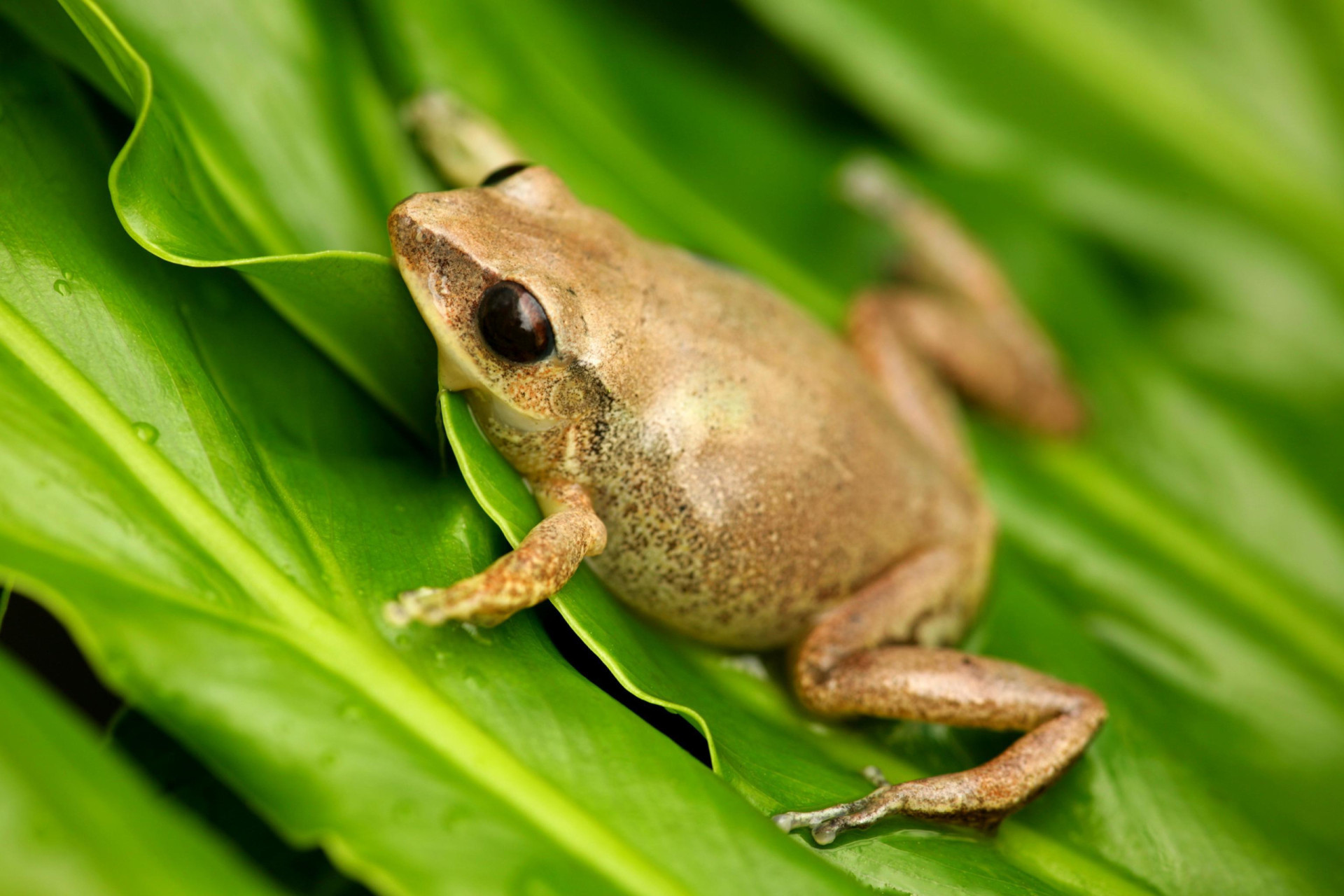 The 30 Loudest Animals In The World