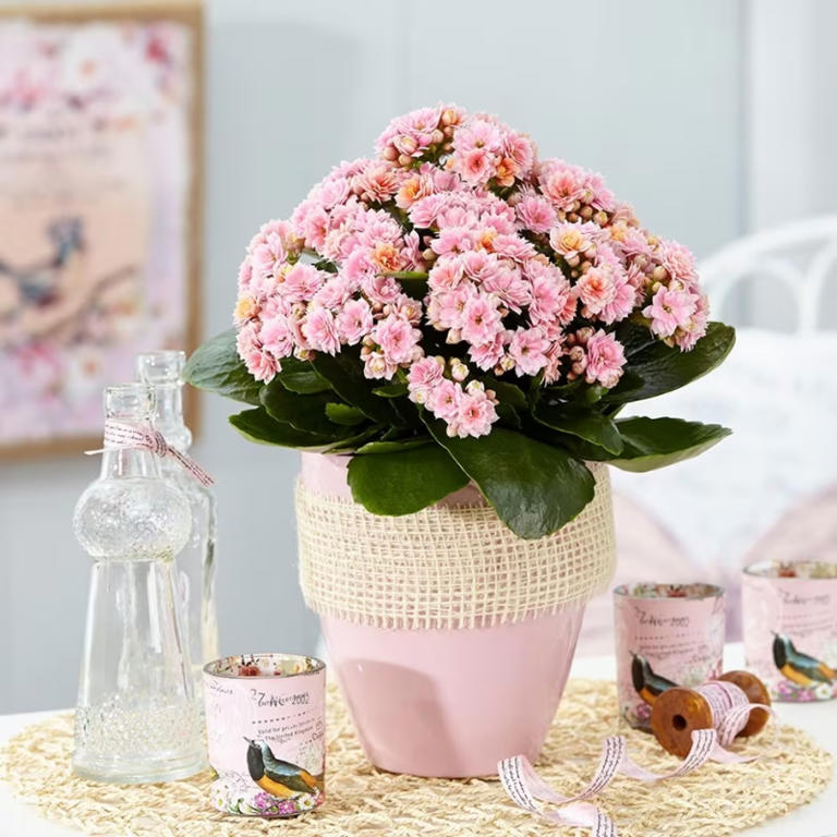 When Will My Kalanchoe Flower? We Ask The Experts