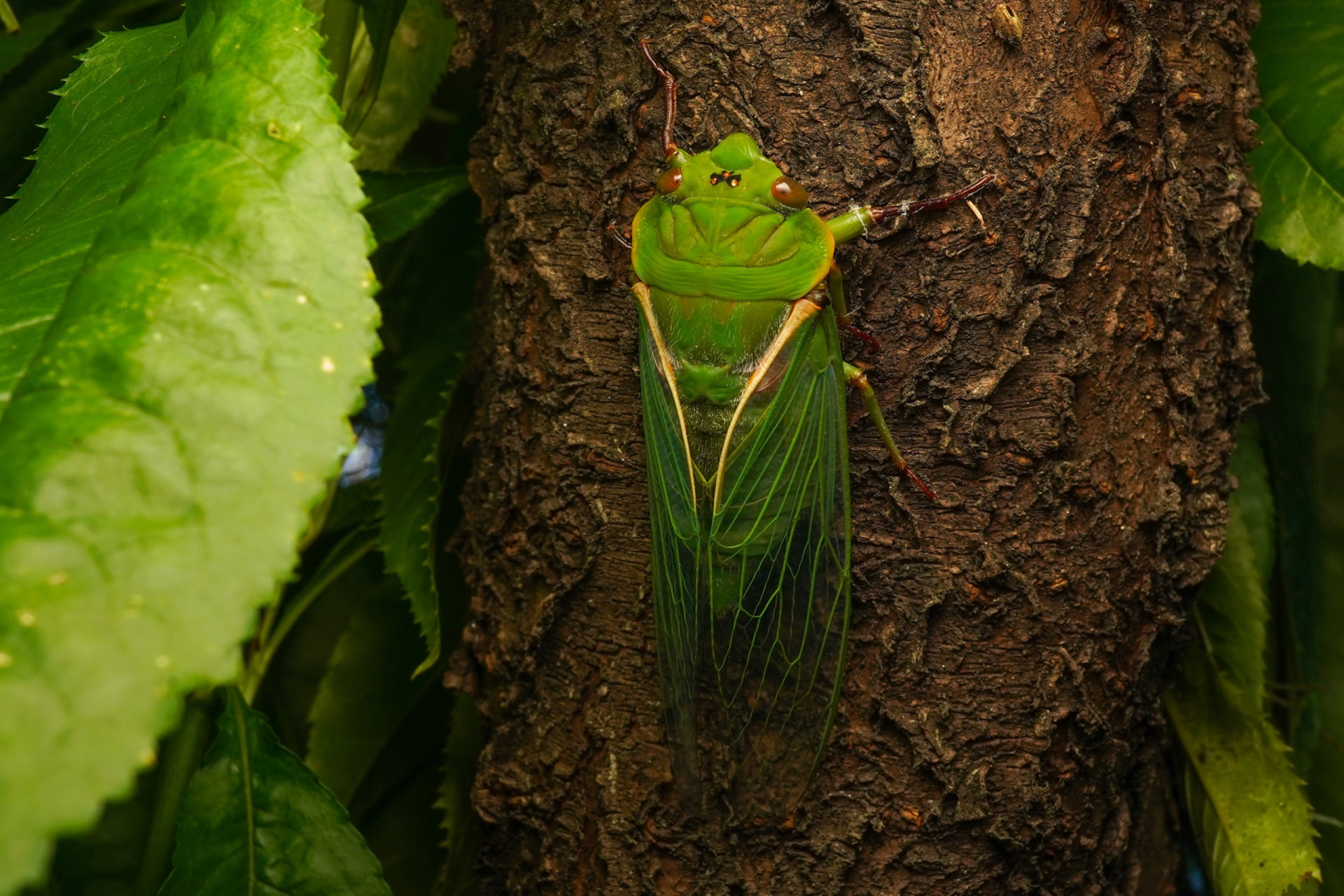 The 30 loudest animals in the world