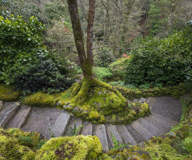 How to grow moss – the greenest groundcover for shade gardens