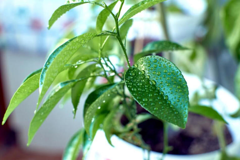 12 Reasons Your Indoor Citrus Tree Is Dropping Leaves