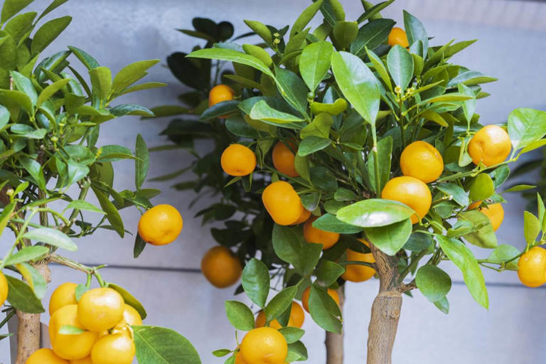 12 Reasons Your Indoor Citrus Tree Is Dropping Leaves