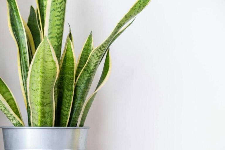 9 Reasons Snake Plant Leaves Turn Yellow