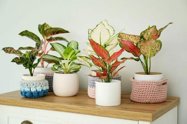 A collection of aglaonema plants on a side table indoors