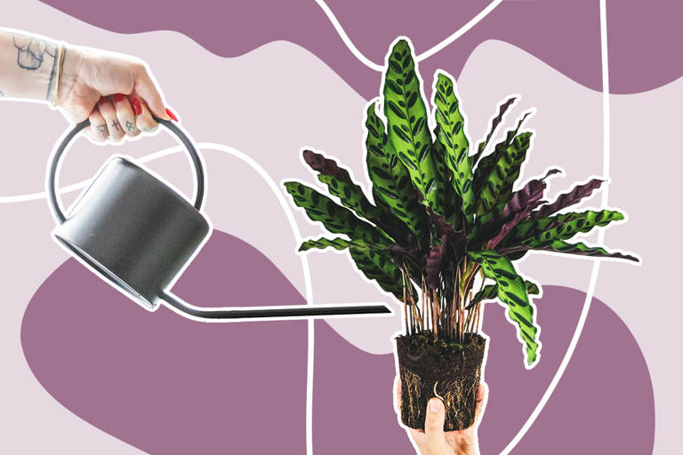 Mastering Calathea Watering: When & How for Healthy Growth