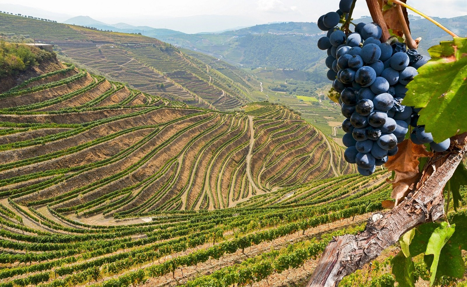 <p><span>Douro Valley is renowned for its exquisite Port wine; you’ll step into one of the oldest demarcated wine regions in the world. This region is not just about the wine; it’s a visual masterpiece. As you explore, you’ll be captivated by the dramatic terraced vineyards that sweep along the banks of the Douro River. </span><span>This stunning arrangement of vineyards creates a unique and spectacular landscape, so much so that the area has been designated a UNESCO World Heritage site.</span></p> <p><span>The beauty of the Douro Valley lies in its harmonious blend of natural scenery and centuries-old winemaking tradition. Here, you can indulge in the rich, fortified wines while soaking in the breathtaking views that have shaped the region’s history and contributed to its esteemed reputation in the wine world.</span></p> <p><b>Insider’s Tip: </b><span>Take a river cruise for stunning views of the terraced vineyards.</span></p> <p><b>When To Travel: </b><span>September to October for the grape harvest.</span></p> <p><b>How To Get There: </b><span>Fly into Porto and drive or take a train to the Douro Valley.</span></p>