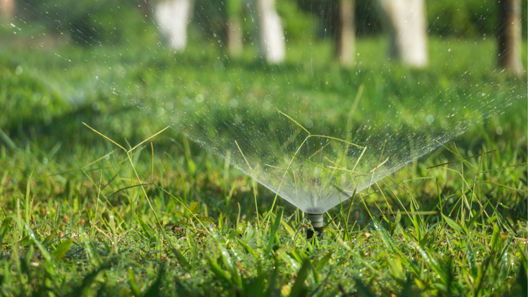 What Is Lawn Rust?