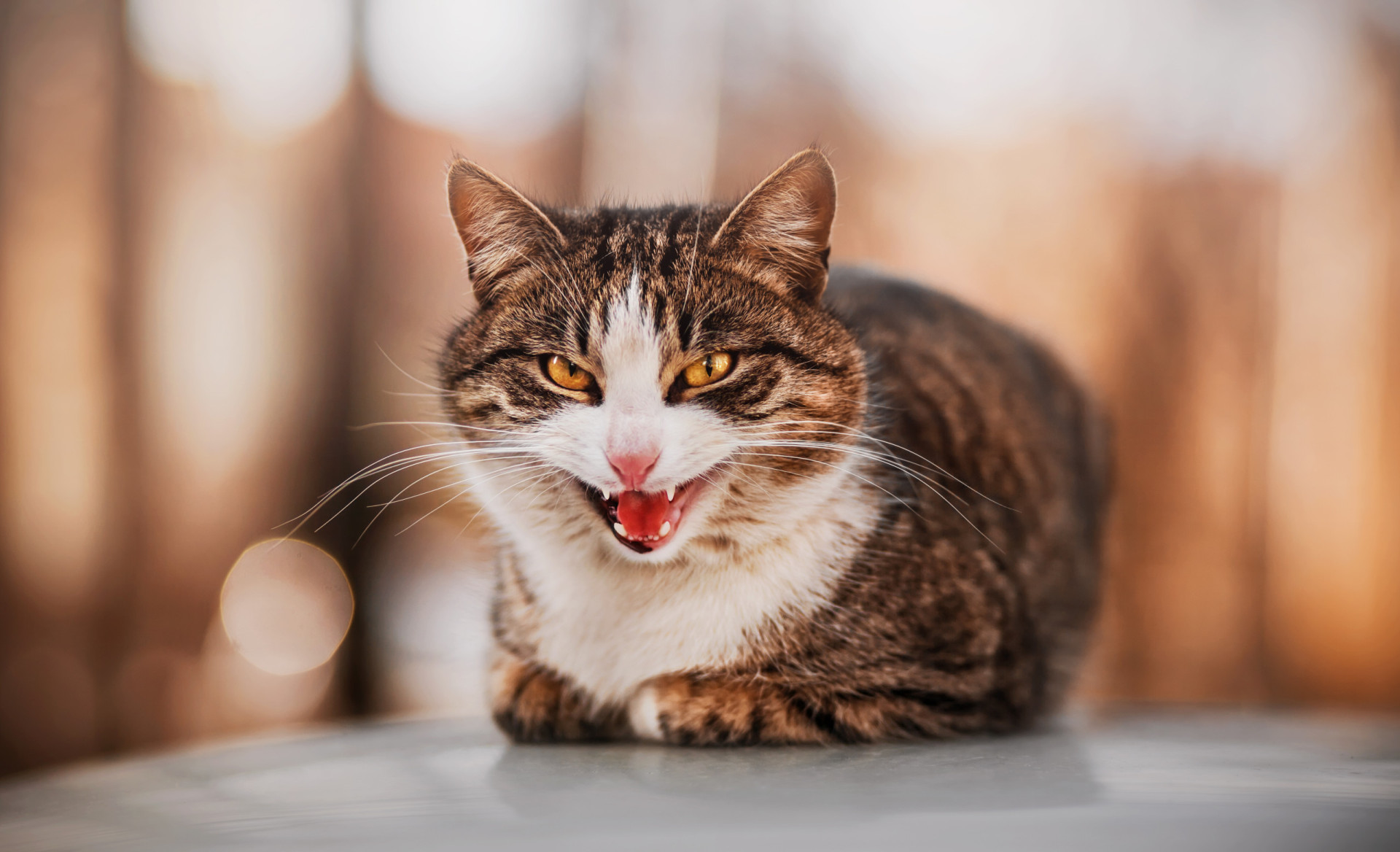 Why do cats hiss, and what are they trying to tell us?