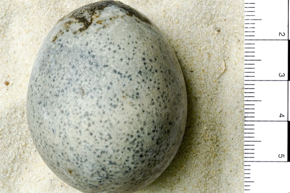encuentran un huevo de hace 1.700 años con su contenido todavía intacto