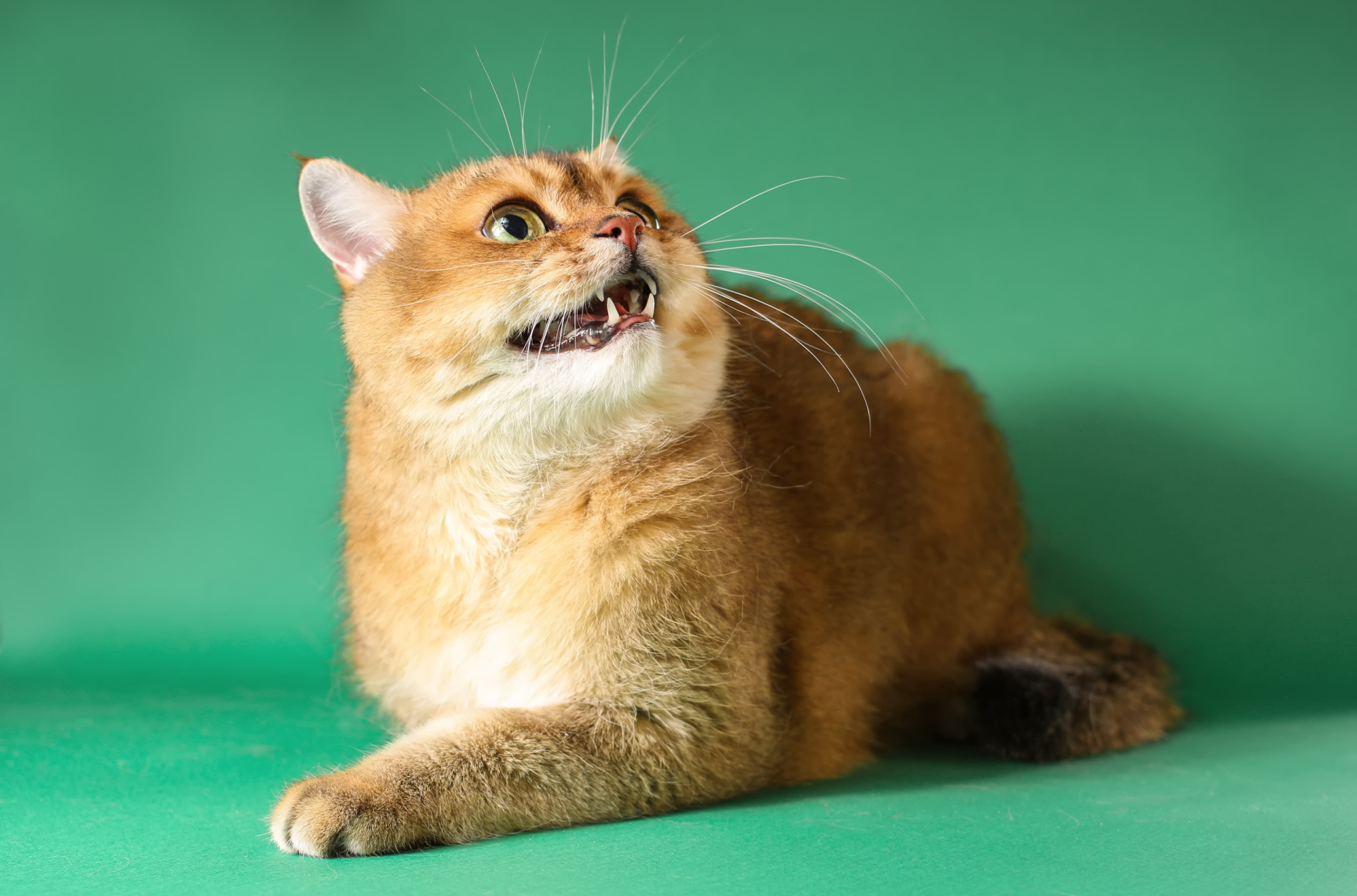 Why Do Cats Hiss, And What Are They Trying To Tell Us?