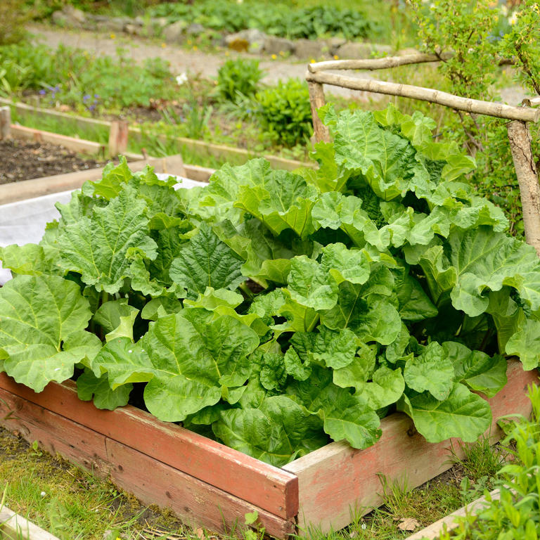 When to plant rhubarb - experts reveal the perfect time for the best ...