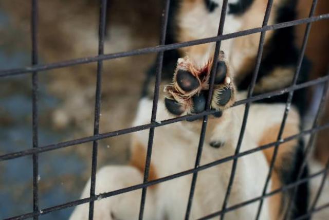 asesino serial de perros: se desata el terror en méxico tras asesinato de 23 mascotas