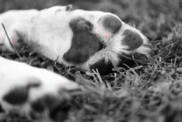 asesino serial de perros: se desata el terror en méxico tras asesinato de 23 mascotas