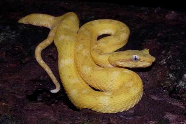 lo mordió una serpiente y descubrieron cinco especies desconocidas para la ciencia