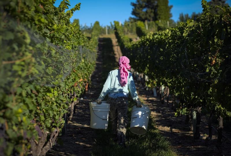 b.c. wine grapes facing up to 99% production drop due to january cold snap