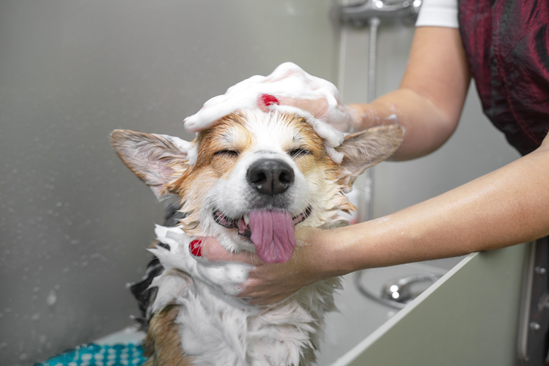 <p>With experience and qualifications, you could become self-employed and work from home or become a mobile dog groomer, visiting owners' homes. You could also open your own dog salon.</p><p>You may also like:<a href="https://www.starsinsider.com/n/189263?utm_source=msn.com&utm_medium=display&utm_campaign=referral_description&utm_content=670061en-en"> Who's who? These celebrities have the same name!</a></p>