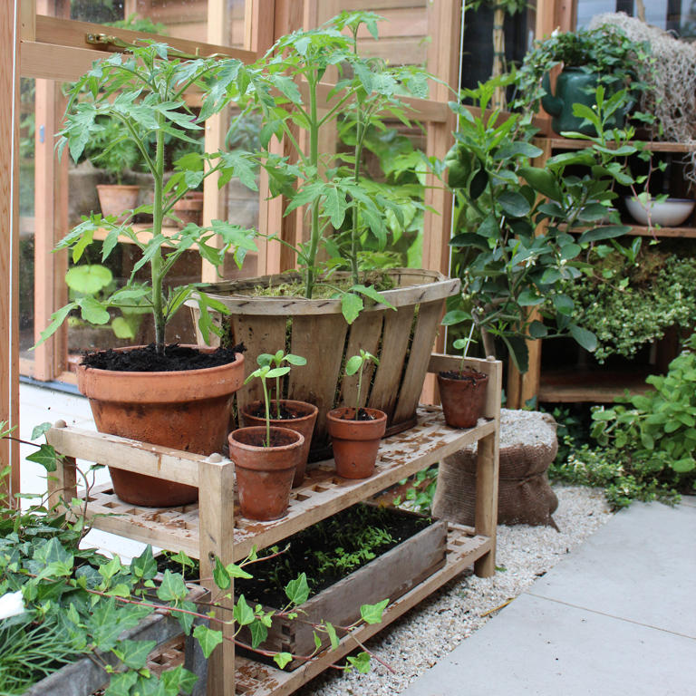 How to grow tomatoes like a pro an expert guide for the best results