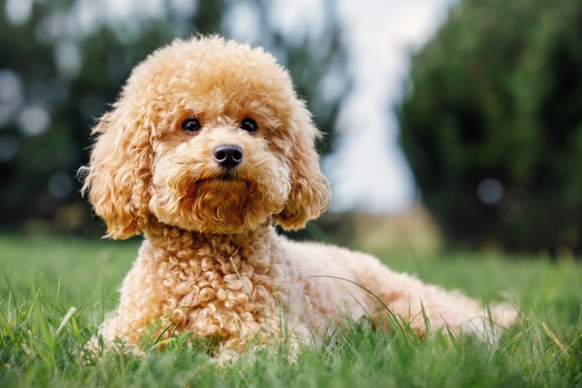 The fluffiest dog breeds that were made to snuggle