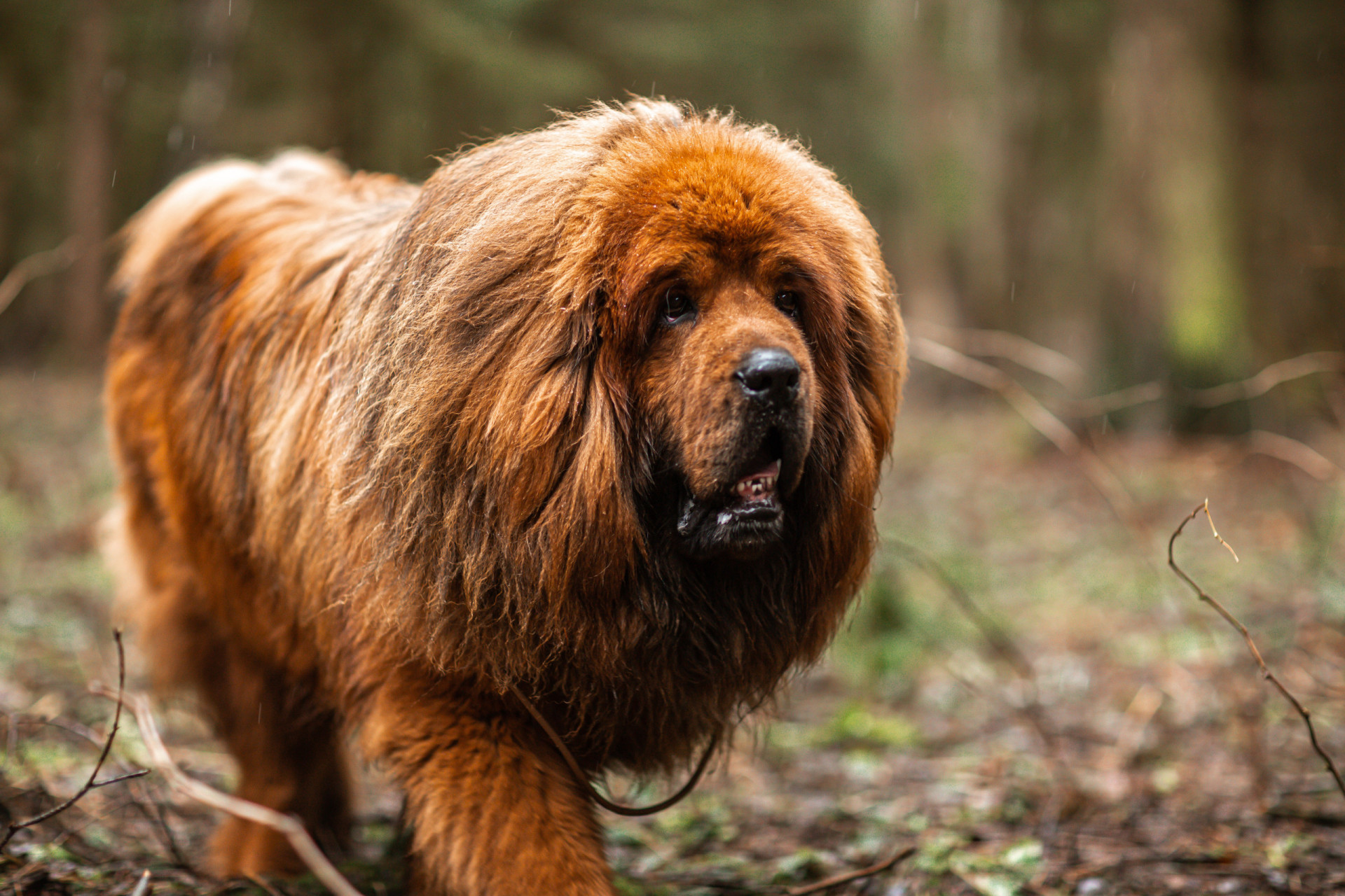 The fluffiest dog breeds that were made to snuggle