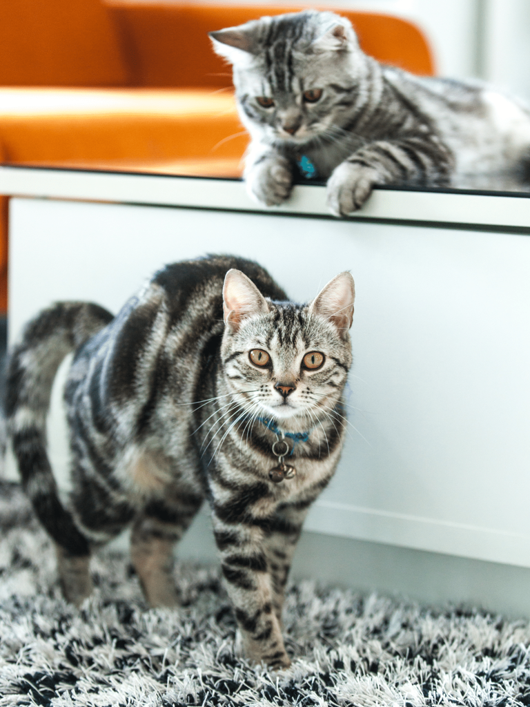 Best Low-maintenance Cats For Your Home