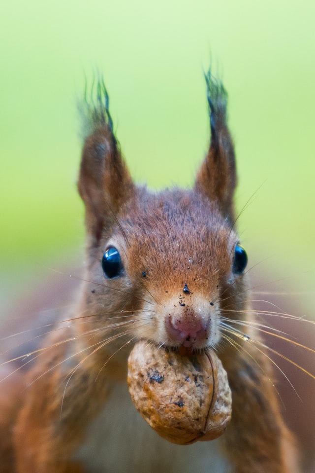 eichhörnchen in deinen garten locken: 6 tricks ziehen die nager magisch an