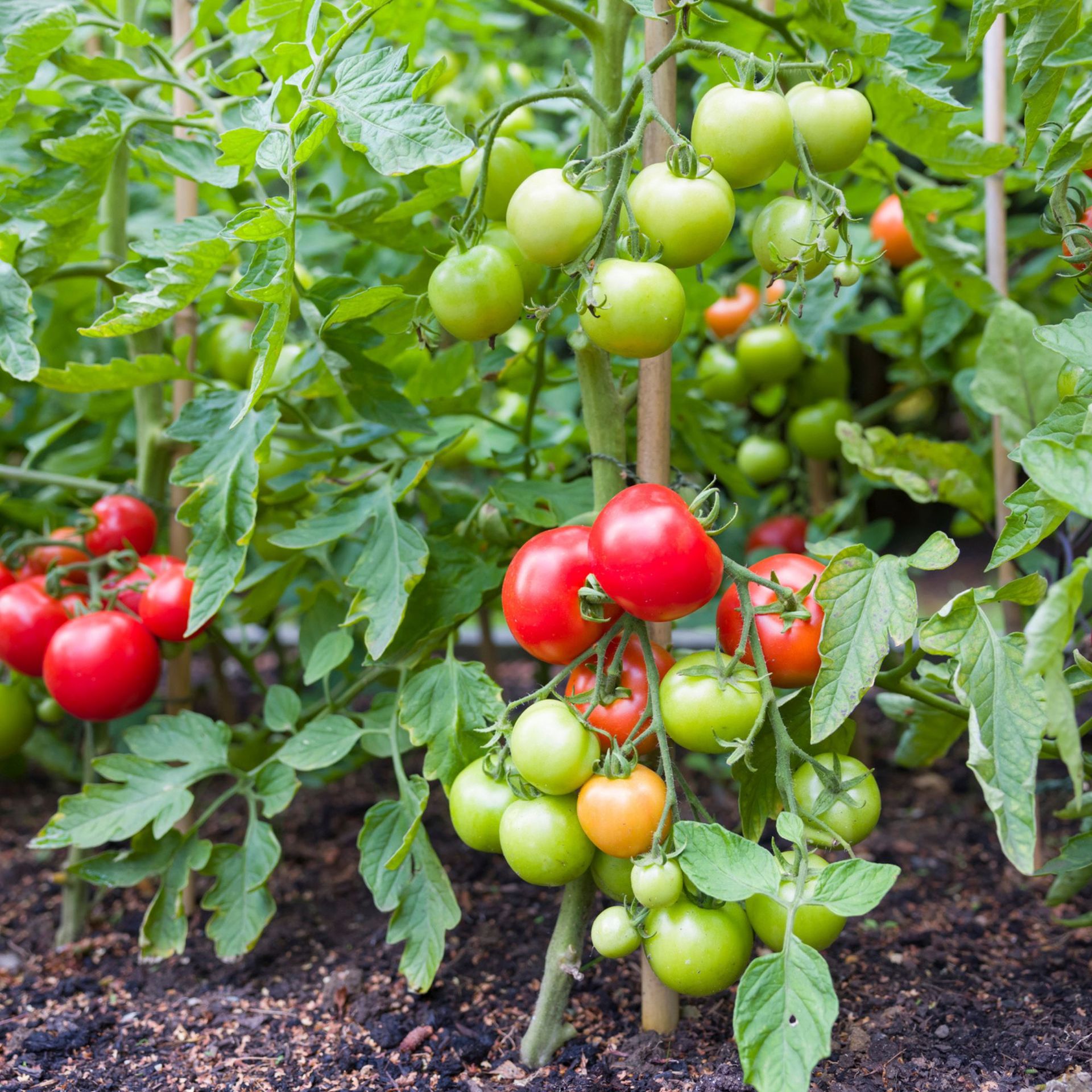 How to grow tomatoes like a pro an expert guide for the best results
