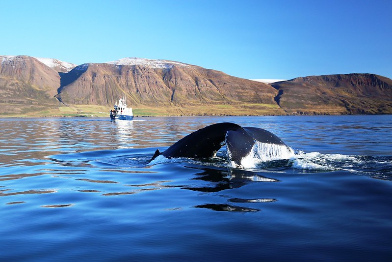 <p>Iceland has more than 20 different species of whales that can be found swimming in the sea around the island.</p>