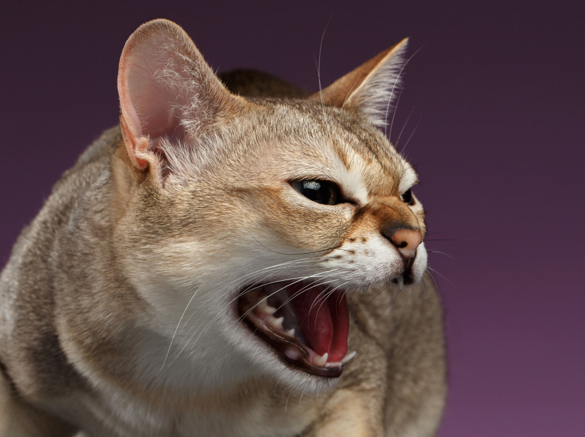 Why do cats hiss, and what are they trying to tell us?