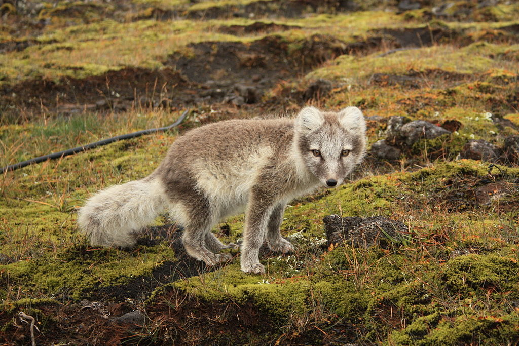<p>The Arctic fox is the only species of land mammal native to Iceland.</p>  <p>It apparently survived on the island through the last ice age and stuck around once the thick glacial ice receded.</p>