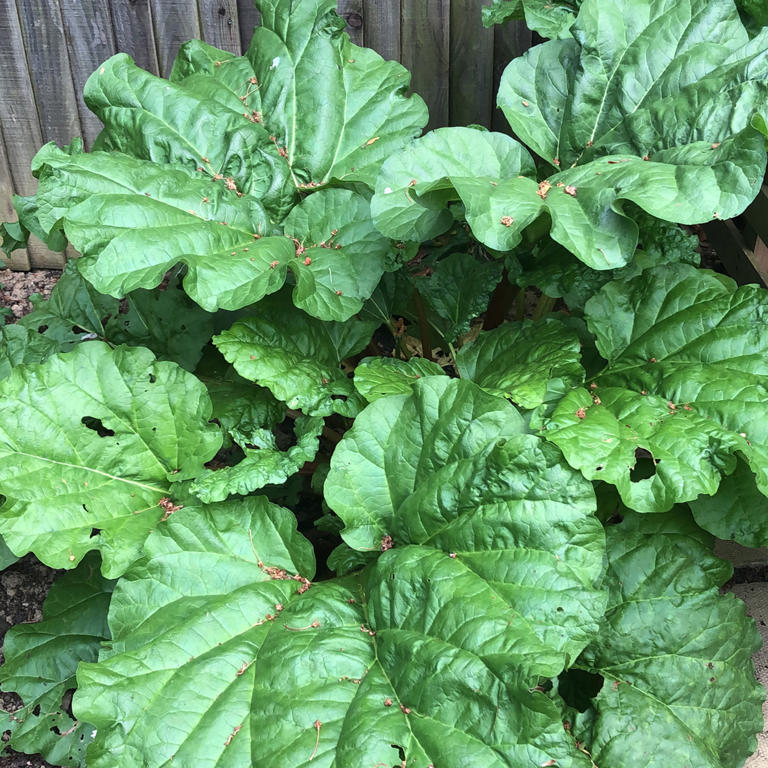 When to plant rhubarb - experts reveal the perfect time for the best ...