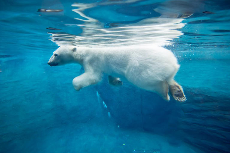 Oregon Zoo to celebrate Polar Bear Week with special activities ...