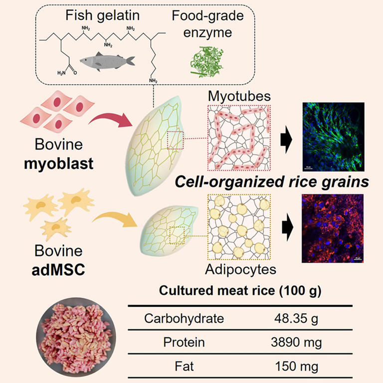 Lab Grown ‘beef Rice Tastes Like A Sustainable Protein — But Critics Say Its No Meat Substitute 