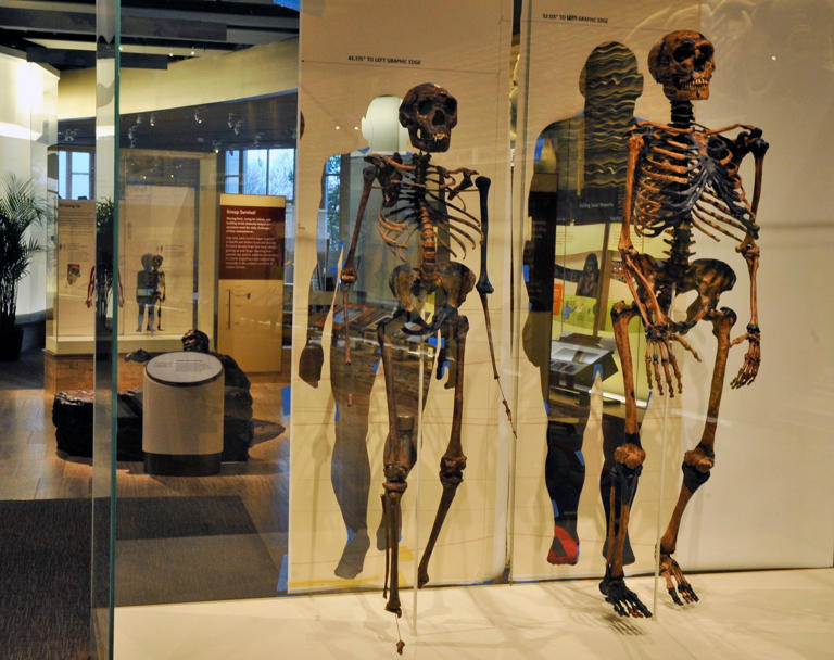 A pair of Neanderthal skeletons at The Smithsonian Museum of Natural History show how the species' body changed over thousands of years. Bill O'Leary/The Washington Post via Getty Images