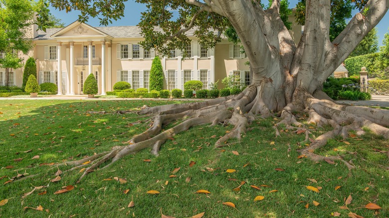 cutting protruding tree roots in your yard: safe to do or harmful mistake?