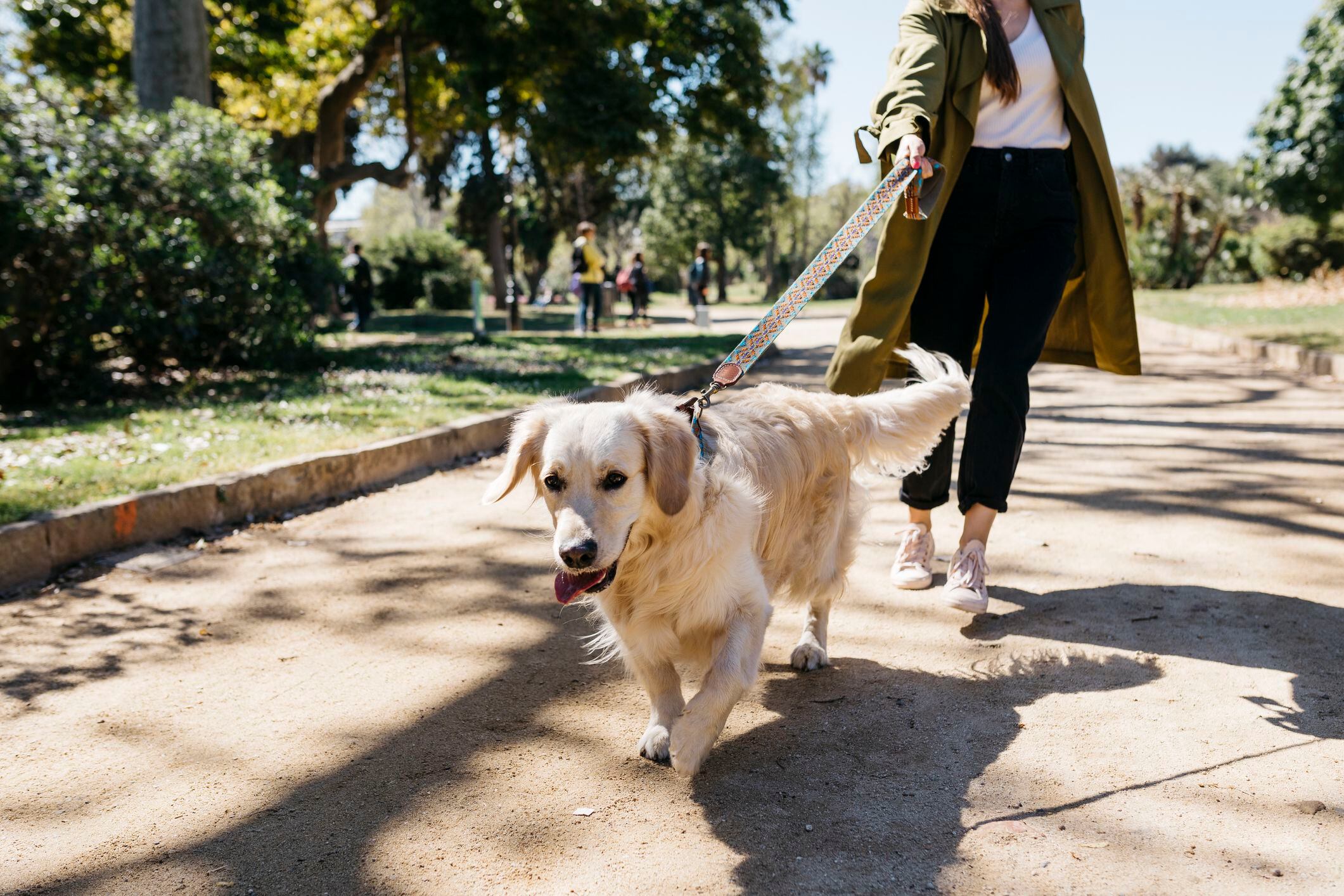 5 errores que puede estar cometiendo al pasear a su perro, ¿por qué?