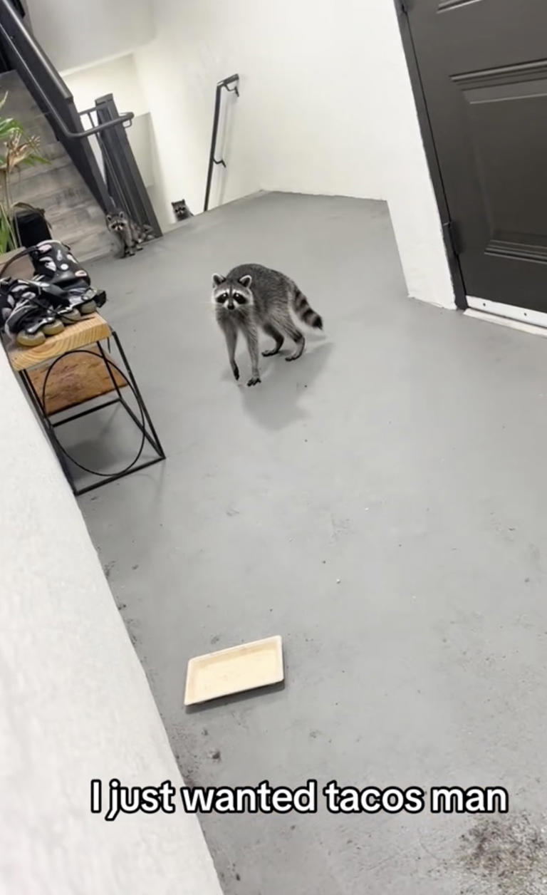 Moment hungry raccoons steal Florida woman’s DoorDash taco delivery ...