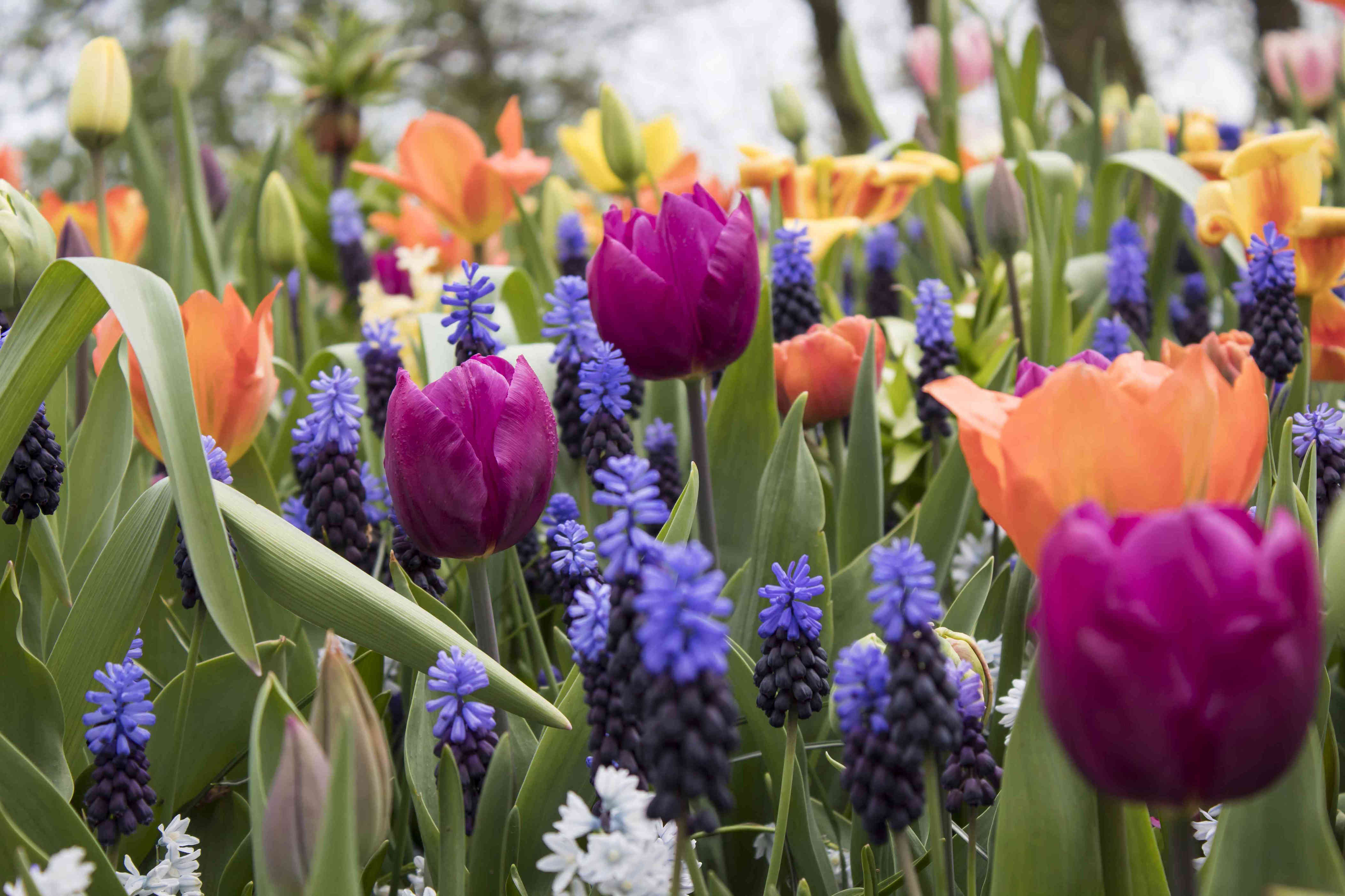 how to, 9 mistakes you're making when planting flower bulbs—and how to avoid them