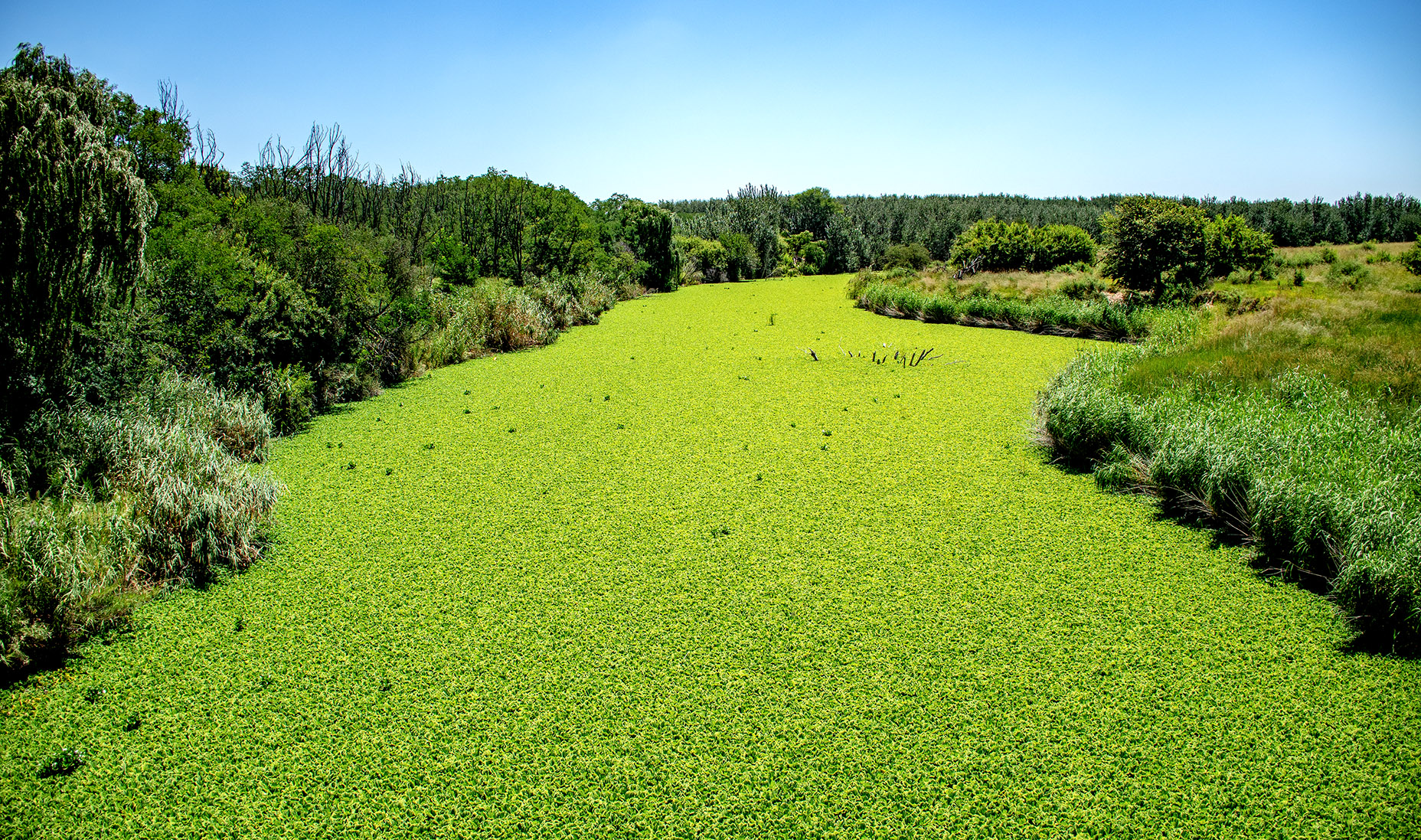 spraying of controversial herbicide on vaal river water lettuce begins – critics urge caution