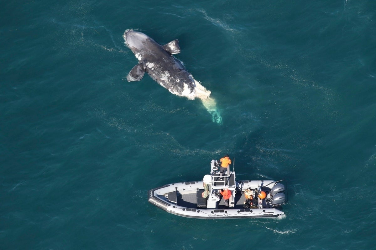 another endangered whale was found dead off east coast. this one died after colliding with a ship