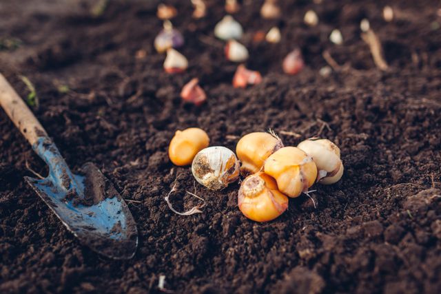how to, 9 mistakes you're making when planting flower bulbs—and how to avoid them