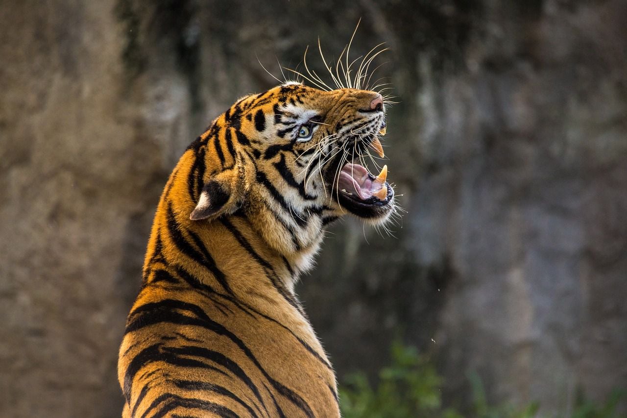 fotógrafo de vida silvestre capta a un tigre fresa, creado solo por una mutación genética