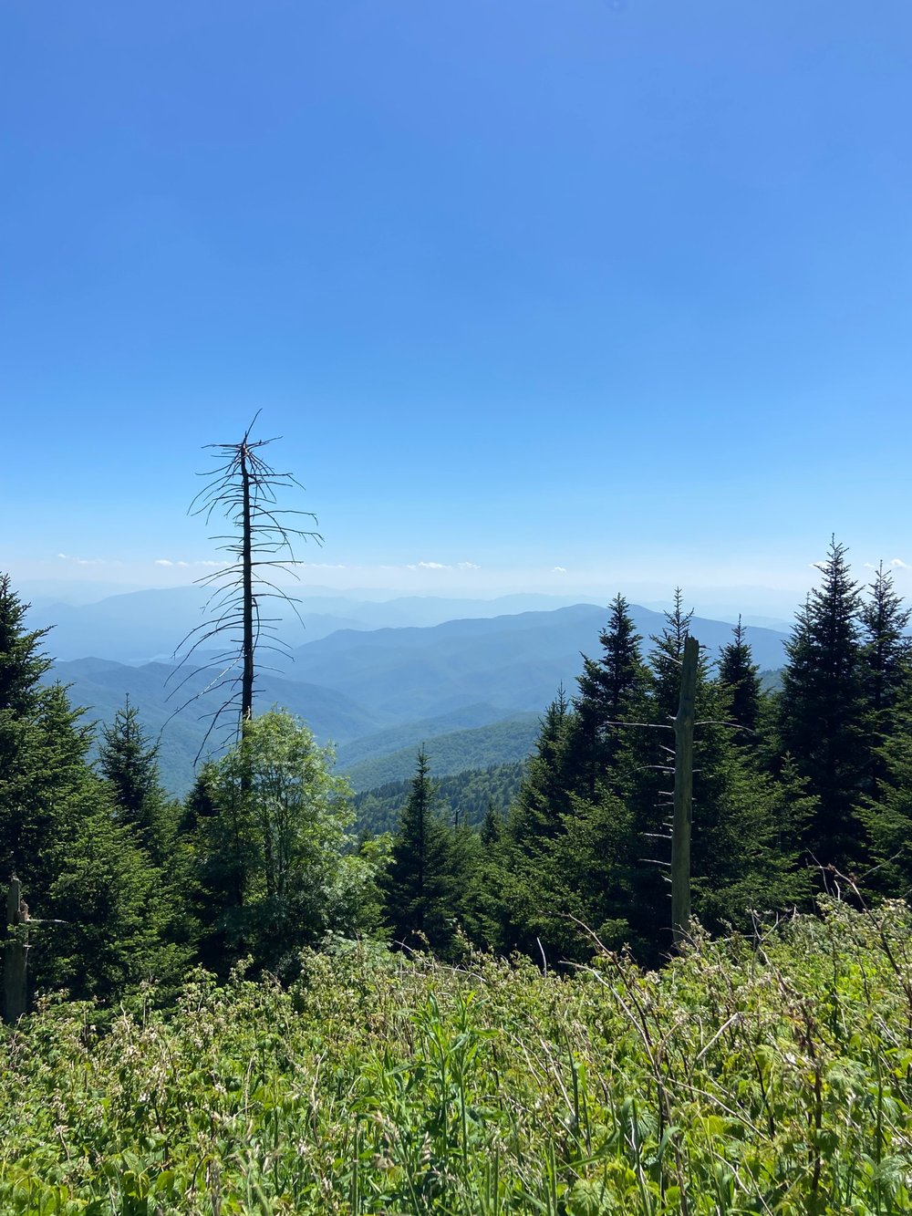 Clingman S Dome Hike A Complete Guide   BB1im1oq.img