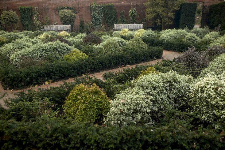 Landscaping 101: Boxed In By Boxwood? 5 Shrubs To Try Instead