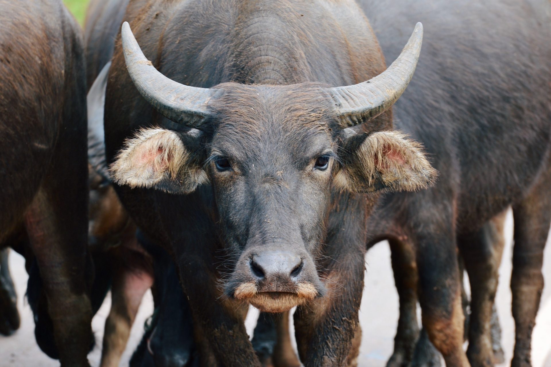 Water buffalo are saving other animals from extinction