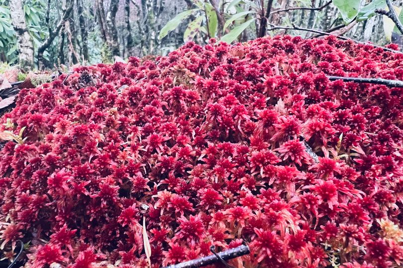 ulster american folk park bog volunteer efforts spark resurgence in irish mosses and lichen