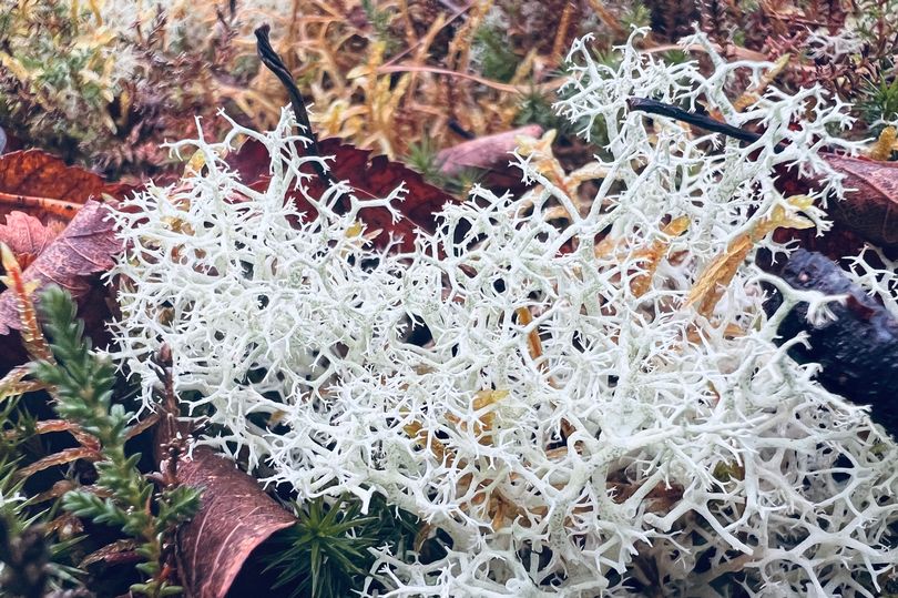 ulster american folk park bog volunteer efforts spark resurgence in irish mosses and lichen